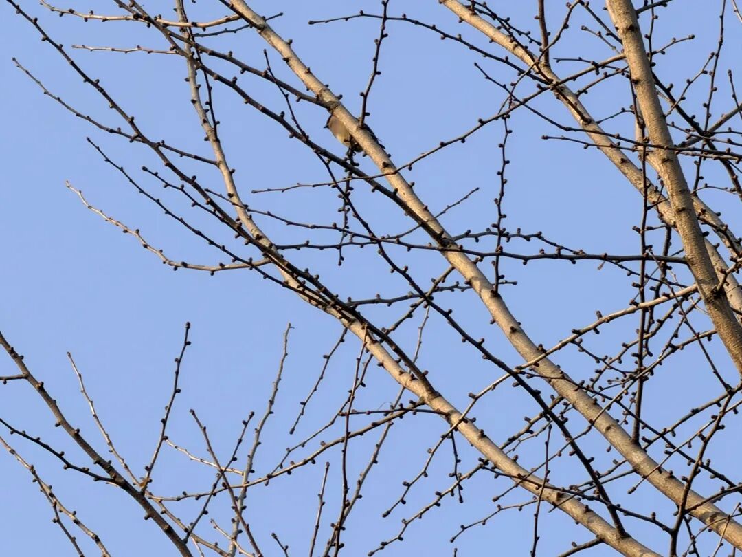 落在枝头的鸟儿。褚英硕 摄