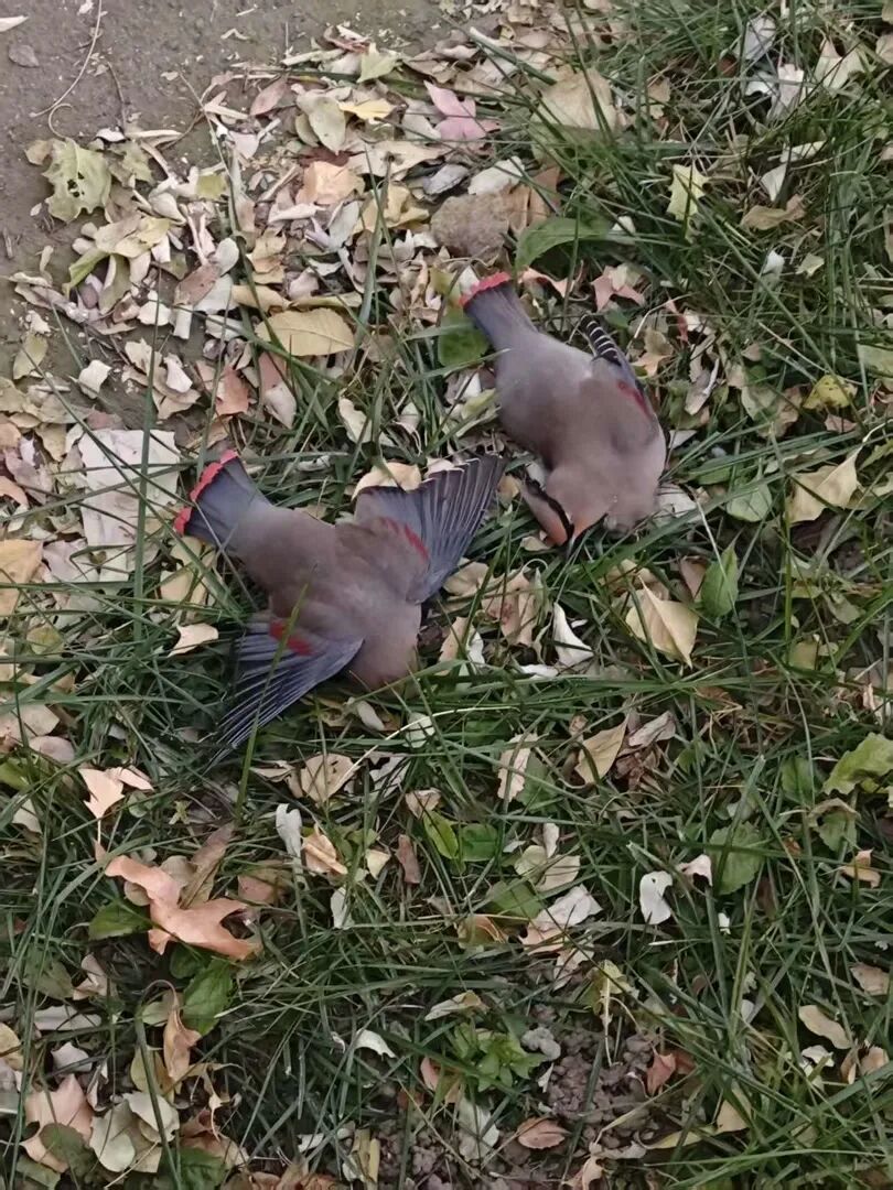 两只撞上场馆玻璃身亡的太平鸟。沈女士供图