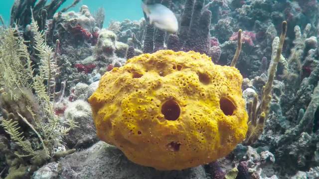 仅有米粒大小的虾，竟然能创造出3800多度的高温