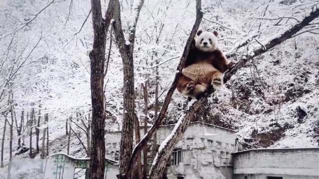 七仔树上赏雪开心咩咩叫