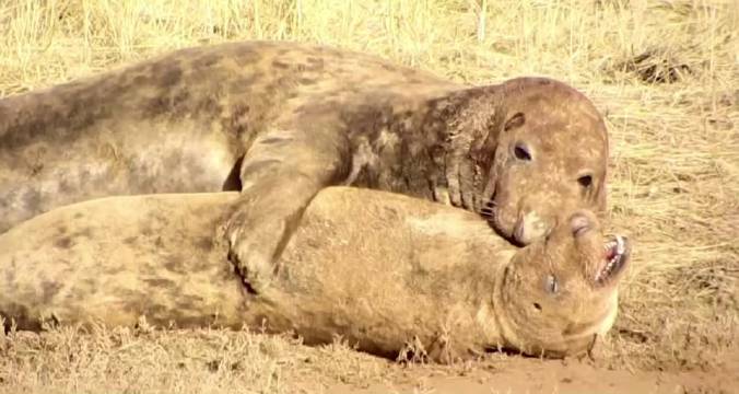 海豹怎么对准的？