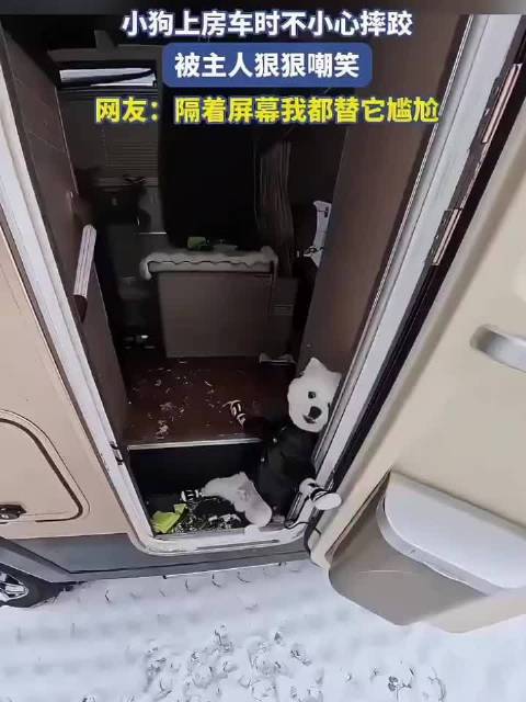 小狗上房车时不小心摔跤 被主人狠狠嘲笑