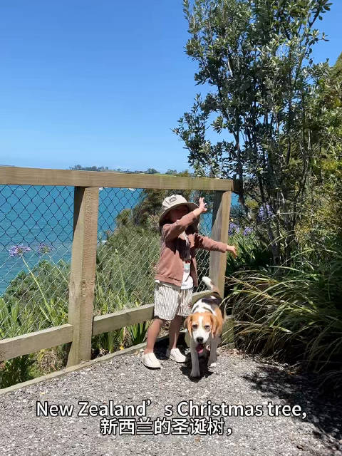 徒步者悬崖发现新西兰圣诞树，River即兴献唱