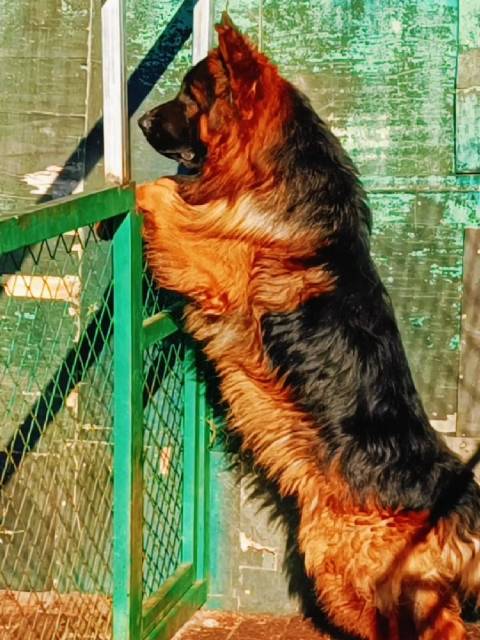 火牛后羿 巨无霸 大路虎