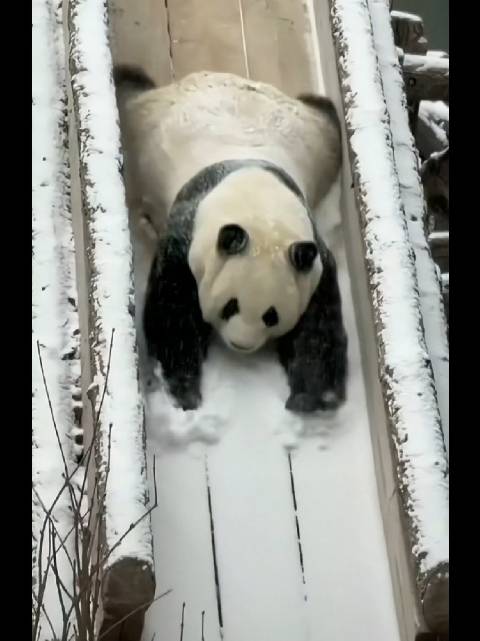 12/12北京下雪了！萌兰滑雪！（素材拍摄:雨心）