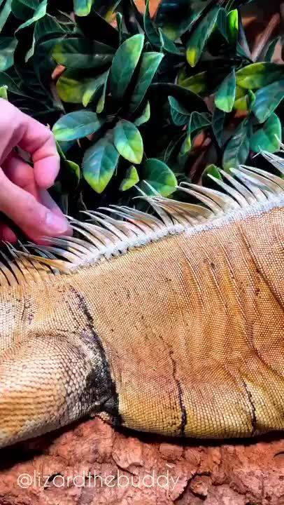 美洲鬣蜥换装季，分块蜕皮助生长