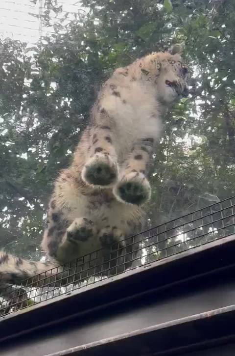 雪豹底盘！手手好像汤圆啊！ cr.yukino_lr