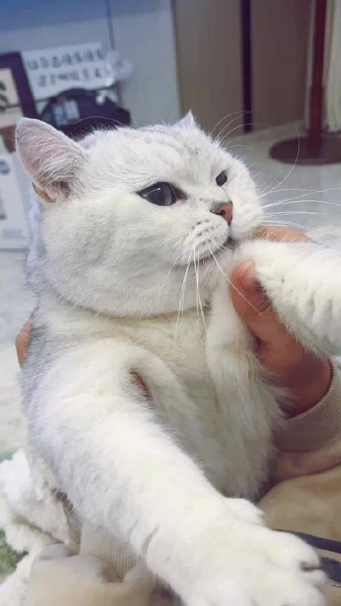 童早上好，给你看我的夹子猫