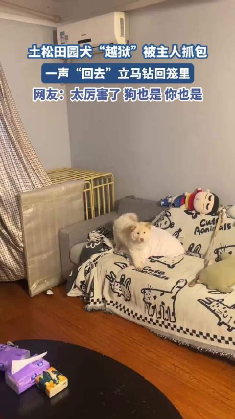 土松田园犬“越狱”被主人抓包 一声“回去”立马钻回笼里