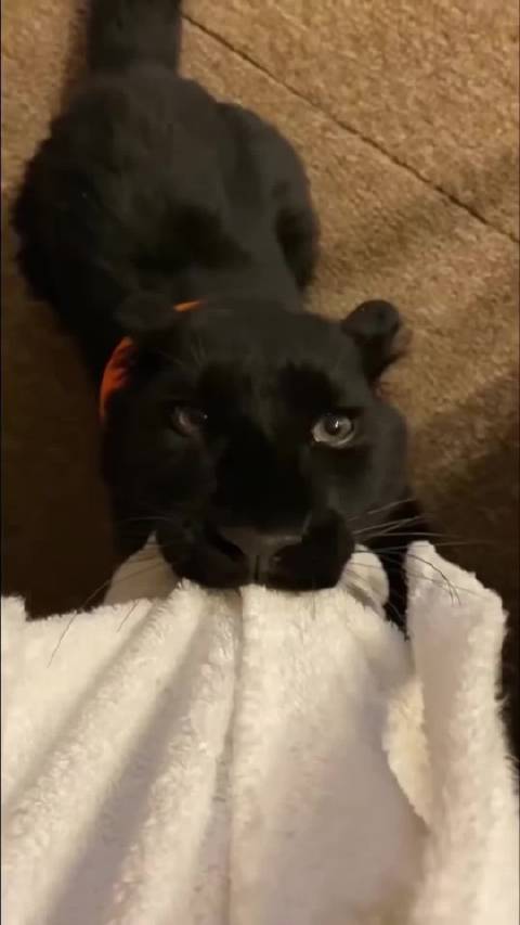 被爸妈抛弃的黑豹露娜，在爱中越发自信强大！