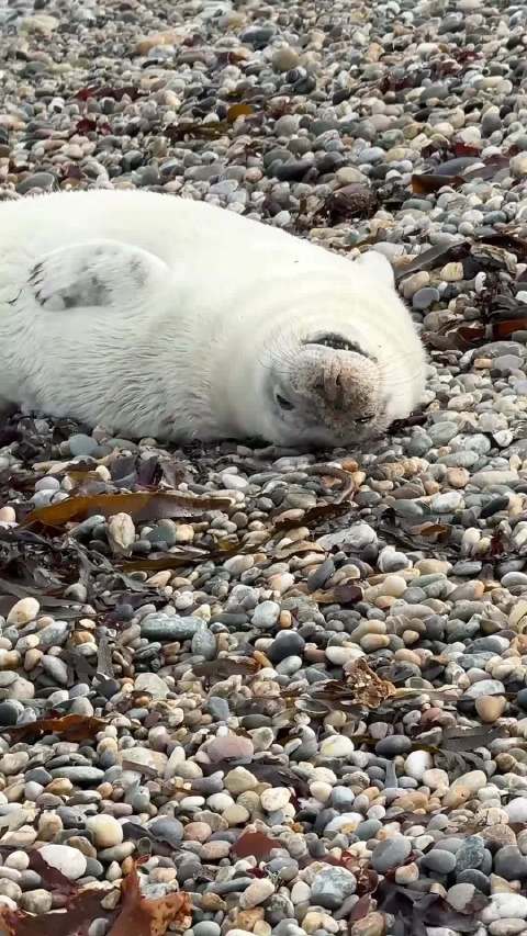 哪种海豹会主动袭击人？ 十一种海豹科普