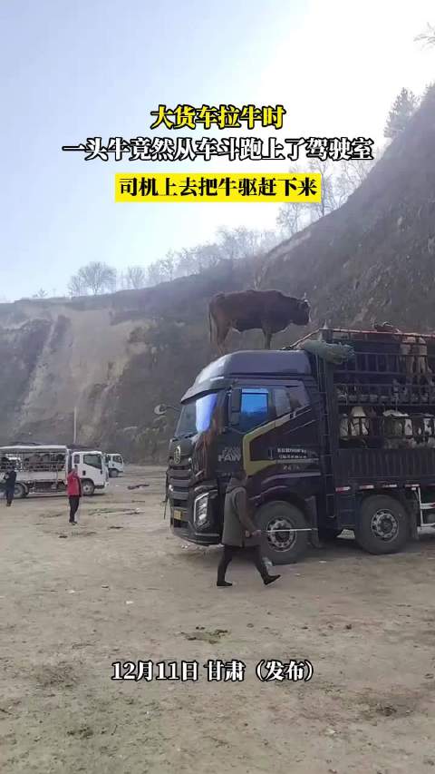 大货车拉牛时，一头牛竟然从车斗跑上了驾驶室，司机上去把牛驱赶下来