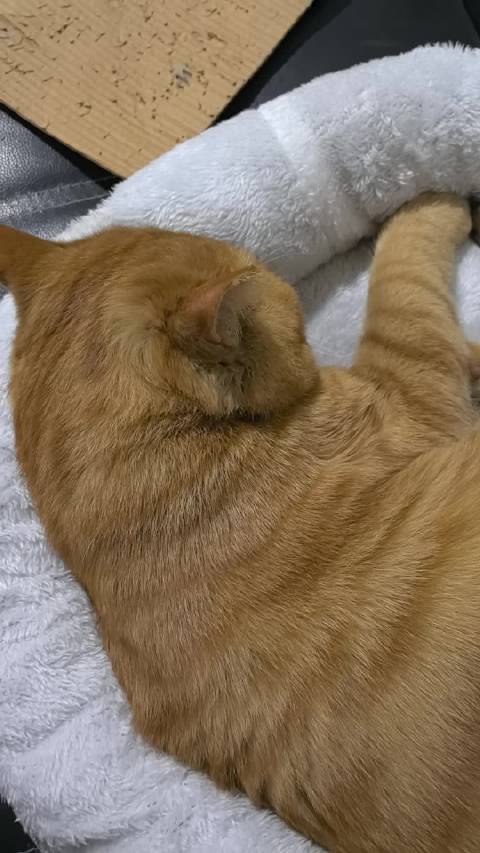 小喵摩托（沉睡的魔丸ฅ(*`ω´*)ฅ），v8皇者发动机