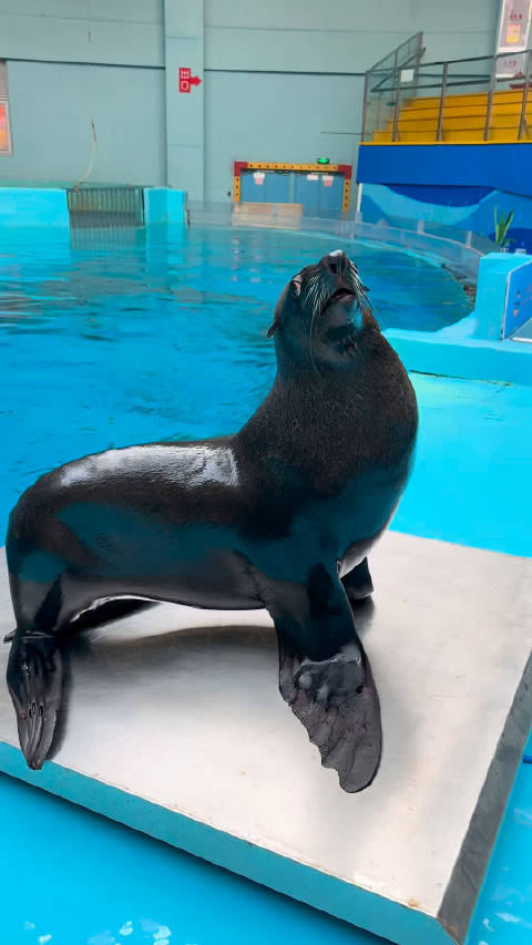 给海狮称体重需要几步呢？