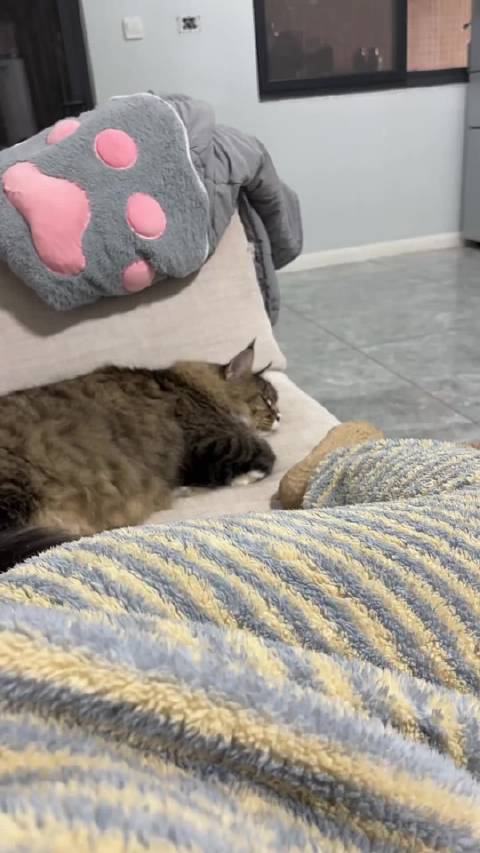 猫：是蛤蟆你就拎出来，是摩托你就开出来