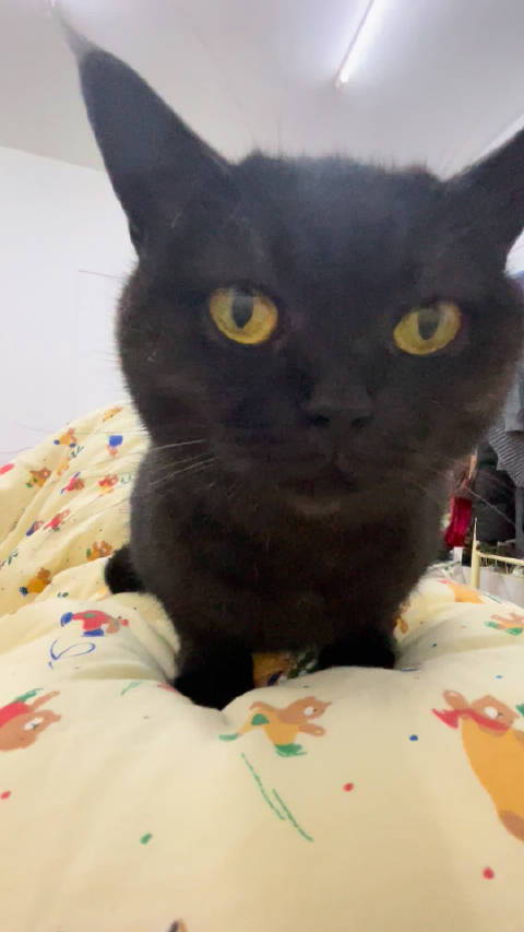 所有人点开声音听小猫摩托