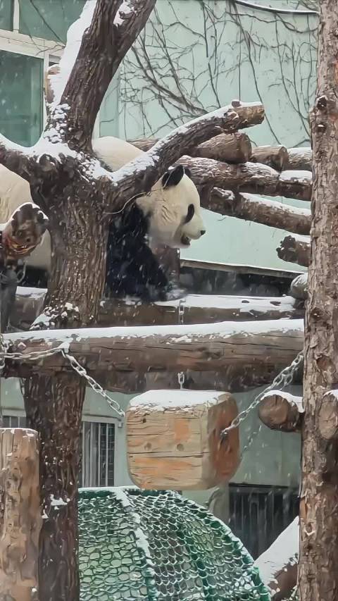 雪佛兰铲雪车滑下来了！还是趴着滑下来的，顺便把滑梯上的雪除净了