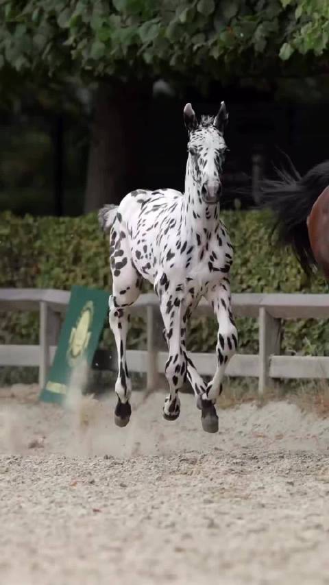 一匹就能顶得上一台七系，真正的宝马