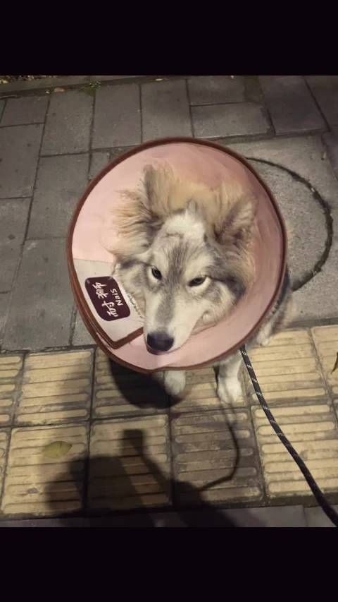 哥哥我们家的小狗 跟你一样可爱