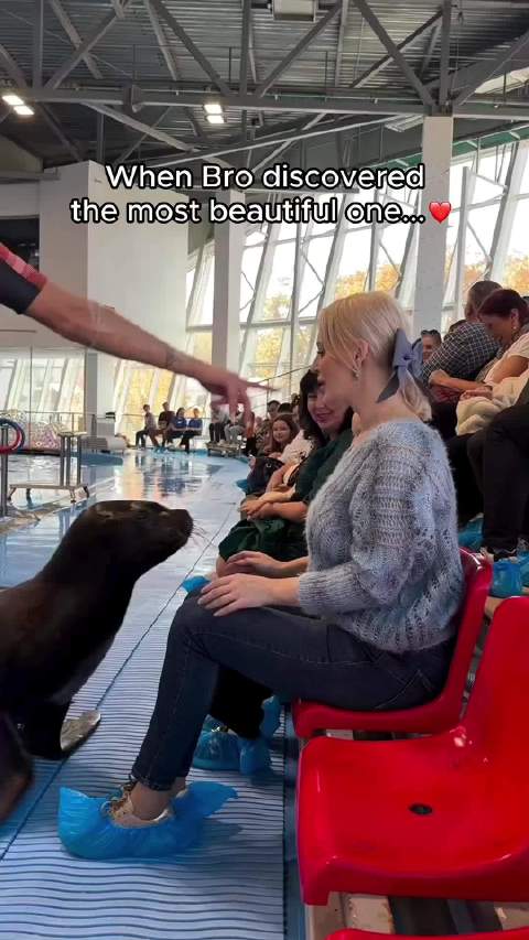 海狮弥补了海洋里没有哈士奇的遗憾