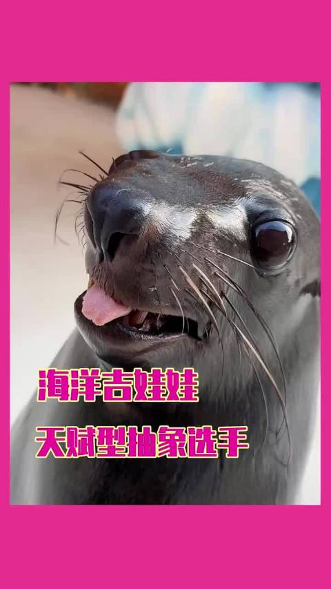 海狮行为十年难解，动物园观察记录引关注