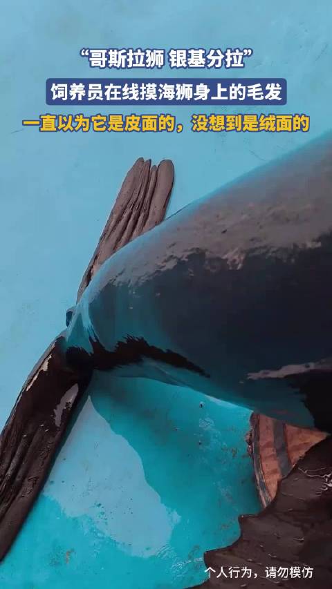 饲养员在线摸海狮身上的毛发，一直以为它是皮面的，没想到是绒面