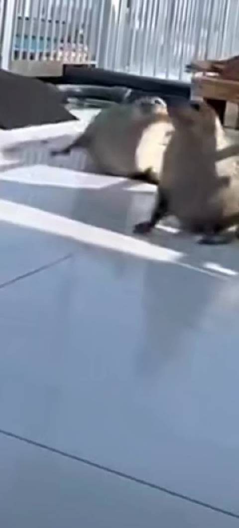 雪上加霜 之海豹上岸