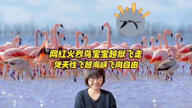 网红火烈鸟宝宝飞越海峡