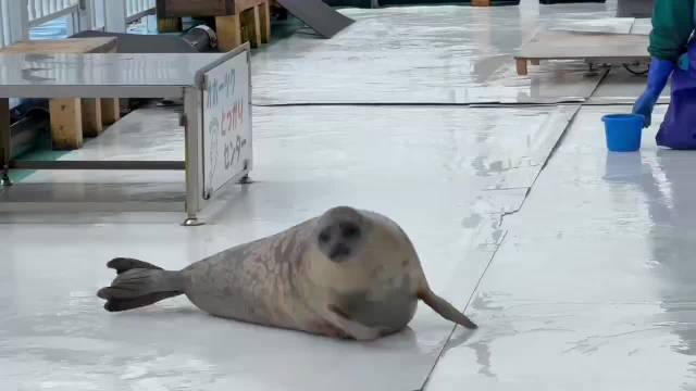 饲养员和海豹斗智斗勇，是时候开始走位训练了！