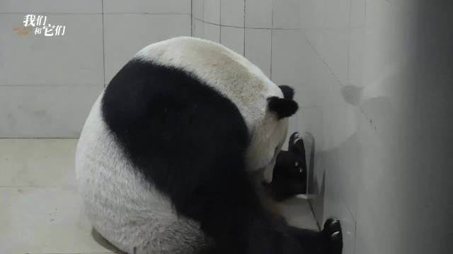 大熊猫产崽前黏人求安慰，大熊猫待产饲养员守护至凌晨