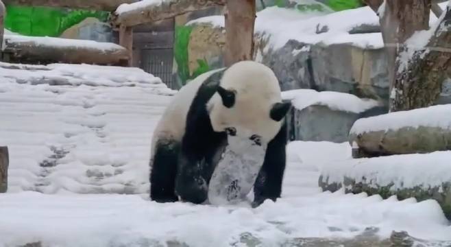 旅俄大熊猫喀秋莎雪中嬉戏化身功夫熊猫