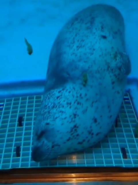 卡皮巴拉老李与海豹干王同池，老李游动排便引争议