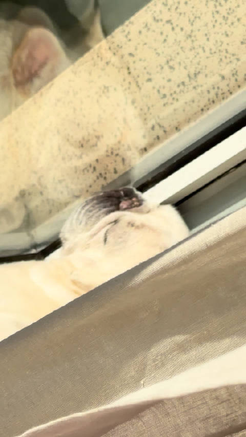 宾利爱晒太阳打呼噜，池自嘲与爱犬同属猪