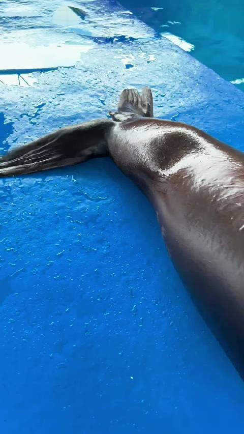 海狮：嗷嗷嗷嗷嗷嗷