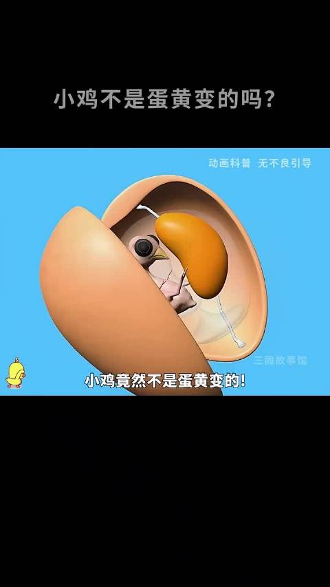 小鸡不是蛋黄变的吗？