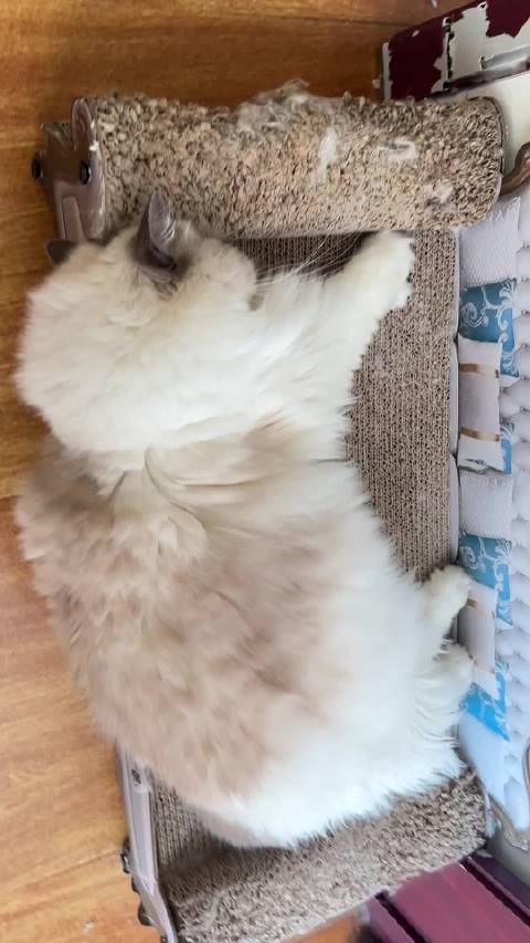 妹宝的侧脸好像蜡笔小新哈哈哈哈哈哈哈哈