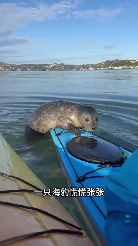 海豹找人类求助，真是太聪明了！