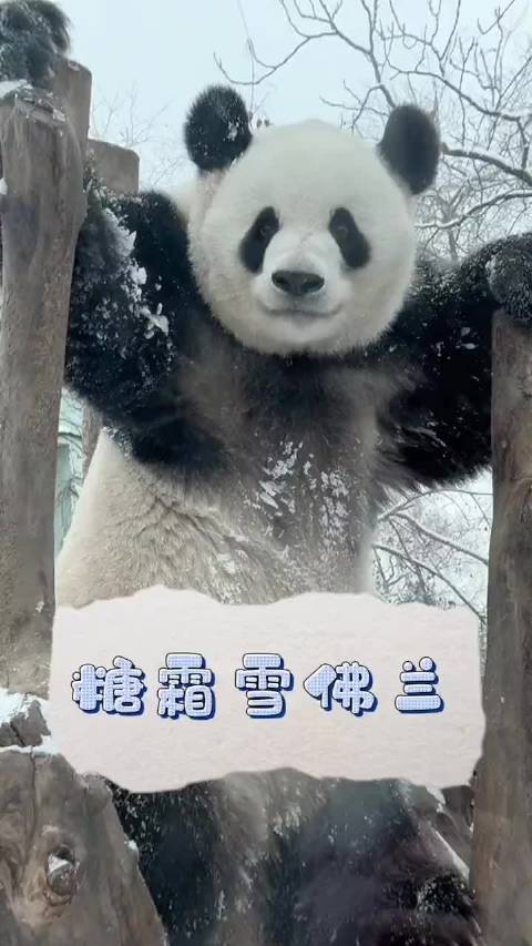 糖霜雪佛兰 来源：slsnxbd