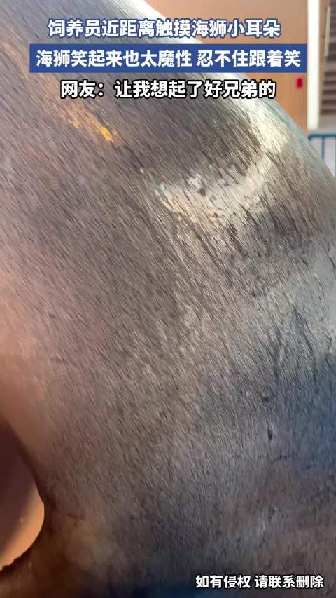 饲养员近距离触摸海狮小耳朵，海狮笑起来也太魔性，忍不住跟着笑
