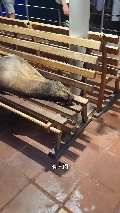 海狮睡在椅子上难道就不怕醒来缺斤少两吗？动物科普奇妙的动物