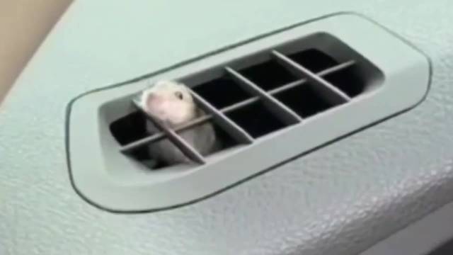 冬季车辆防蛇鼠隐患需警惕