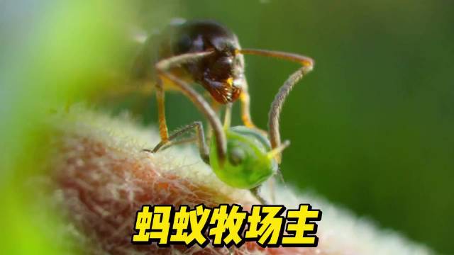 蚂蚁和毛毛虫，蚜虫竟然都是合作伙伴动物世界