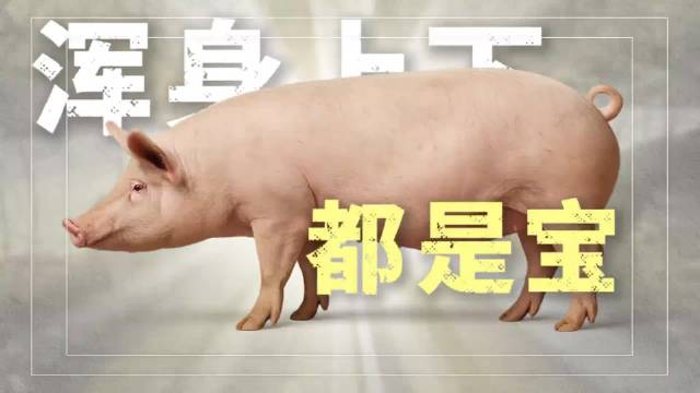 牛奶羊奶能卖遍全球，为什么猪奶却没人喝？