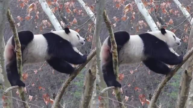 小奇迹回国蜕变喜剧之王，美香母爱奶爸照料功不可没