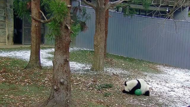 下雪啦，青宝和宝力好开心，肆意撒欢，跑起来太可爱了，化身功夫熊猫！