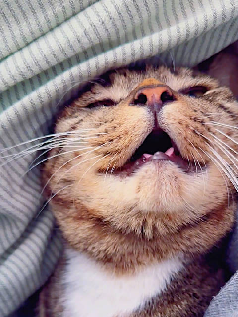 沉氏养居场皮卡撒娇求安慰，止疼药缓解不适