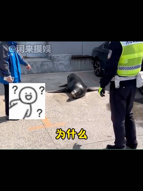 车主和海狮委屈死了，只有我一听到海狮的叫声，快乐的世界达成了