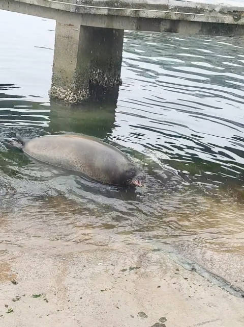 海豹：我只觉得同伴吵闹