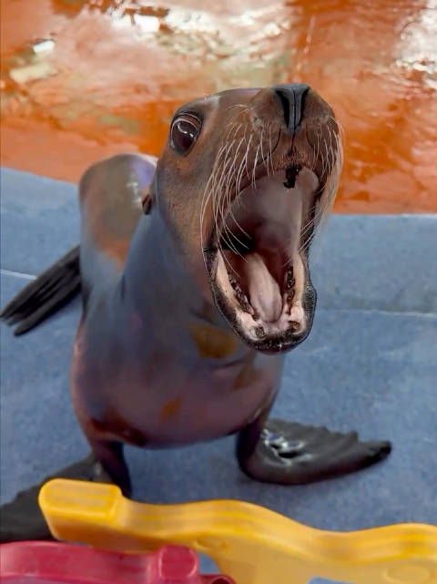 诡异的像ai的抽象海狮 海狮大叫 海狮抽搐 海狮摇摆