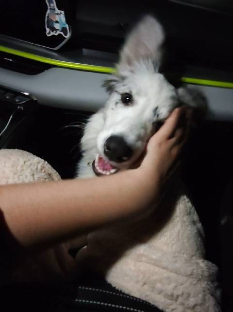 海豹克服晕车恐惧，40分钟训练成功主动进车